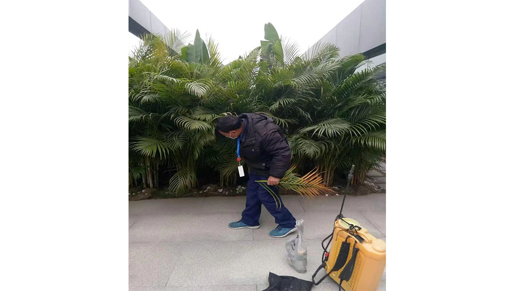 綠化修剪和維護服務(wù)